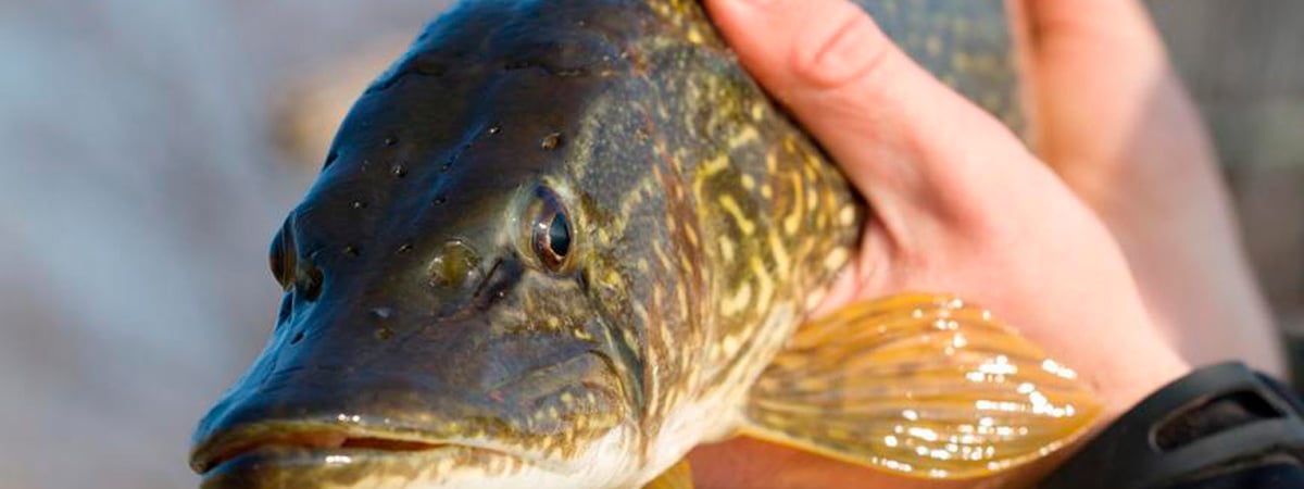 В Беларуси установили запрет на лов щуки — какие сроки