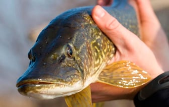В Беларуси установили запрет на лов щуки — какие сроки