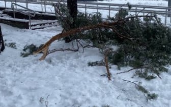 Жителей Бреста просят временно не ходить в парки. И вот почему