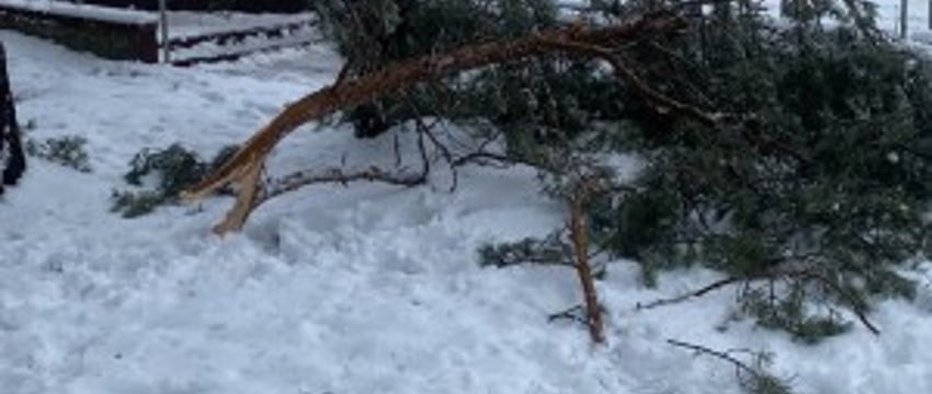 Жителей Бреста просят временно не ходить в парки. И вот почему