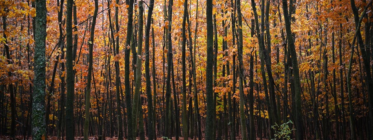 Германия открыла военно-морскую штаб-квартиру на Балтийском море