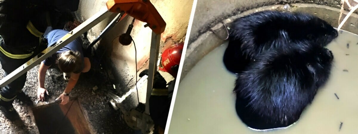 В МЧС показали, как спасли ослицу из подвала и семейство бобров из колодца — Видео