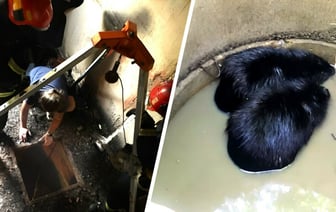 В МЧС показали, как спасли ослицу из подвала и семейство бобров из колодца — Видео