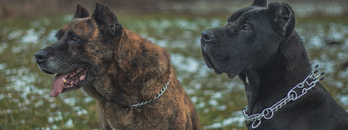 В США отзывают правовой статус у 500 тысяч мигрантов