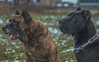 В США отзывают правовой статус у 500 тысяч мигрантов