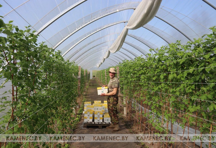 Как шмели из Голландии помогают предпринимателю в Брестской области