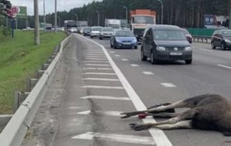 В Госинспекции рассказали, где чаще всего случаются ДТП с животными