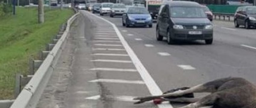 В Госинспекции рассказали, где чаще всего случаются ДТП с животными