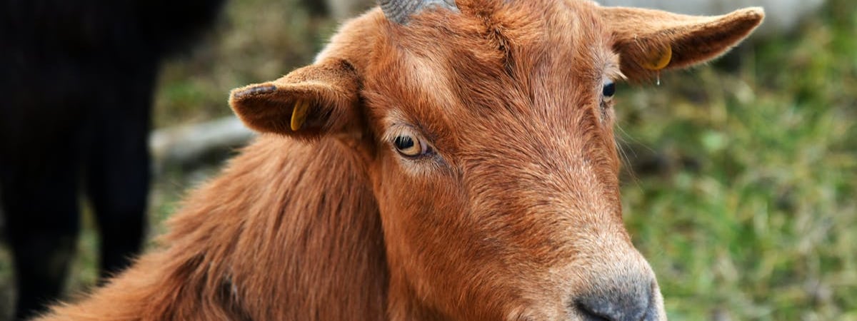 Глава итальянской оборонной компании призывает создать европейских оружейных "гигантов"