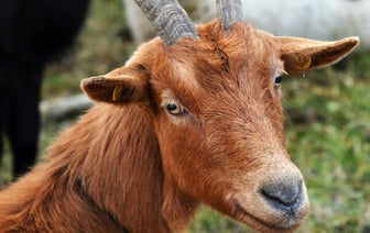 Глава итальянской оборонной компании призывает создать европейских оружейных "гигантов"