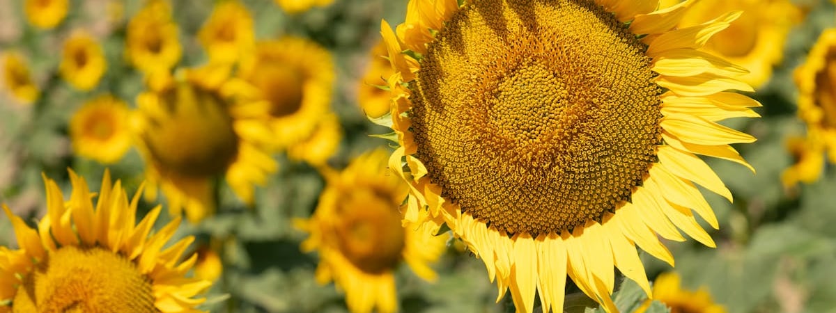 Азербайджан изменит правила пребывания в стране для россиян