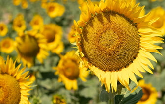 Азербайджан изменит правила пребывания в стране для россиян