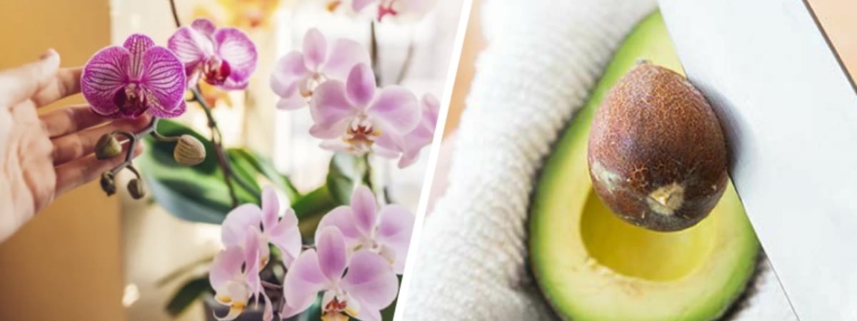 Не выбрасывайте косточку авокадо. Вот какие 2 проблемы орхидей решит этот отход