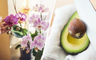 Не выбрасывайте косточку авокадо. Вот какие 2 проблемы орхидей решит этот отход