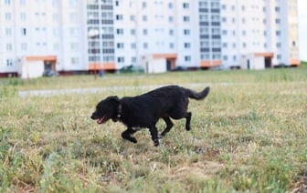 Жалобы жителей Гомеля на лай собак и закрытие газетных киосков