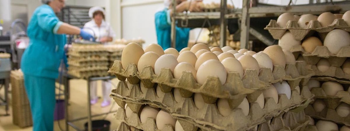Беларусь удвоила поставки яиц в Россию с начала 2024 года. Сколько миллионов уже отправили?