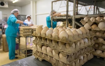 Беларусь удвоила поставки яиц в Россию с начала 2024 года. Сколько миллионов уже отправили?