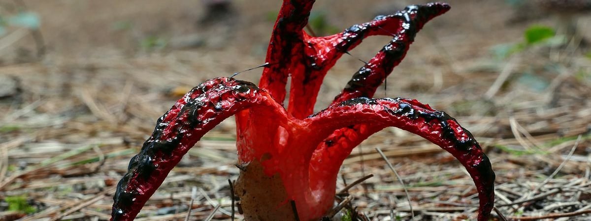 Этот гриб пахнет как гниющее мясо, а выглядит как инопланетное существо. Где растет в Беларуси и можно ли его есть? — Полезно