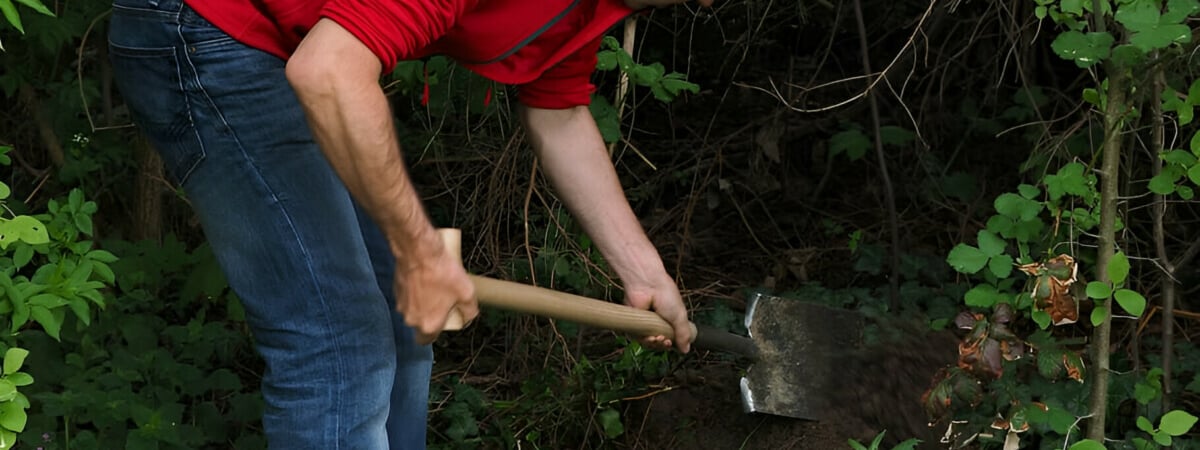 Белорусам разрешили выкапывать в лесу деревья и кусты. Но есть нюанс