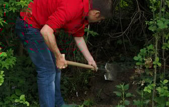 Белорусам разрешили выкапывать в лесу деревья и кусты. Но есть нюанс