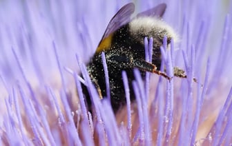 Глобальное потепление и угроза для шмелей