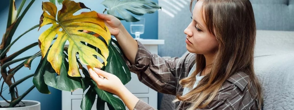 Растения вянут во время отопительного сезона? Проблема вовсе не в сухом воздухе — Полезно