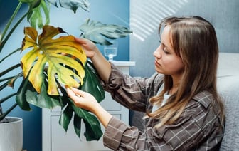 Растения вянут во время отопительного сезона? Проблема вовсе не в сухом воздухе — Полезно