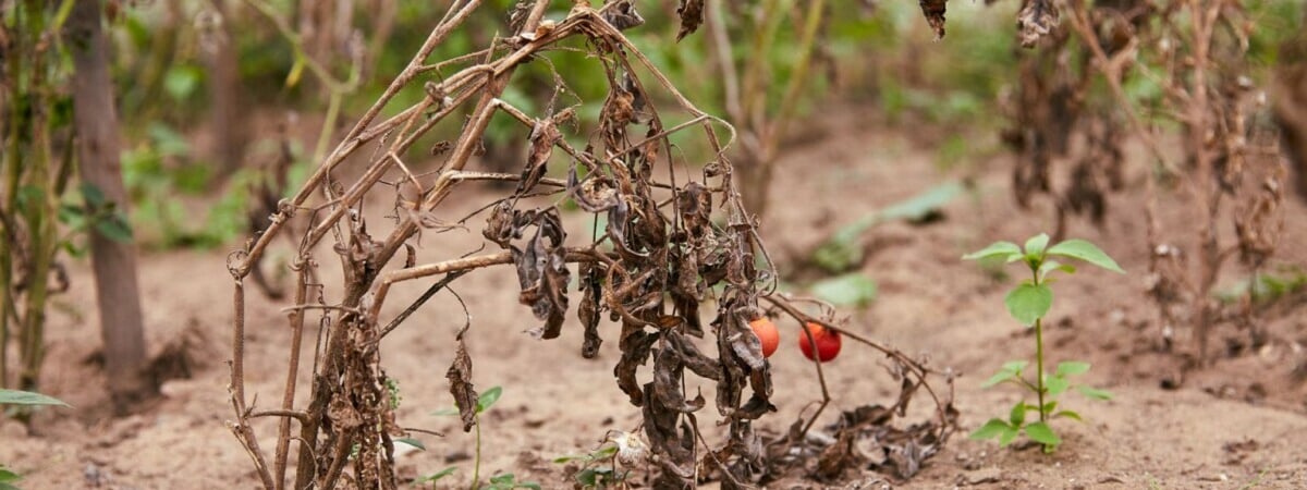 Что делать, если посадили много растений, но ничего не взошло? Причина может быть в этом — Полезно