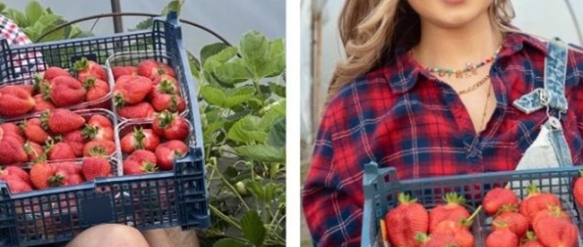 «До $30 тысяч за сезон». Как зарабатывает молодая семья фермеров из Брестской области