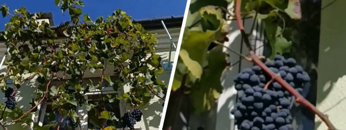 «Пропадает талант садовода» — Житель Гродно вырастил виноград на втором этаже — Видео