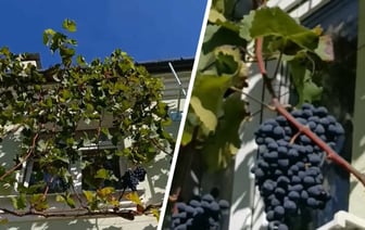 «Пропадает талант садовода» — Житель Гродно вырастил виноград на втором этаже — Видео