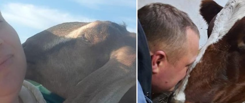 «Три породистые козы стоили, как иномарка»‎. Белорусы переехали из столицы в деревню, чтобы стать сыроварами