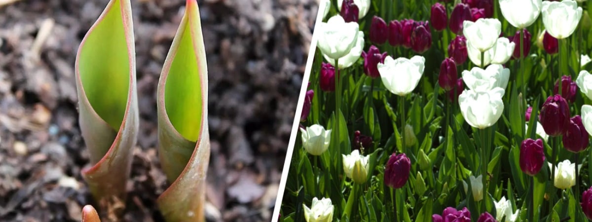 Сделайте эти 2 процедуры с тюльпанами в марте. Они порадуют потрясающим цветением — Полезно