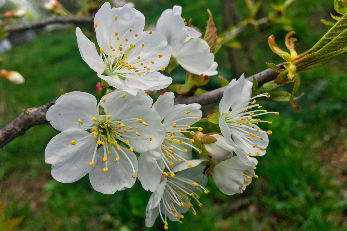 Сады зацветают на Витебщине: распустилась черешня. Фото Сергея Серебро
