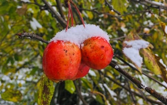 Ниже -4 °C — холоднее всего в Беларуси этой ночью было в Лынтупах