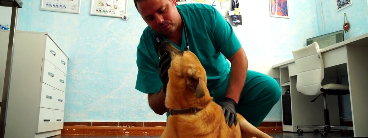 В Лиде ветеринар установил собаке два бионических протеза, на которые собирали всем миром — Видео