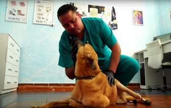 В Лиде ветеринар установил собаке два бионических протеза, на которые собирали всем миром — Видео