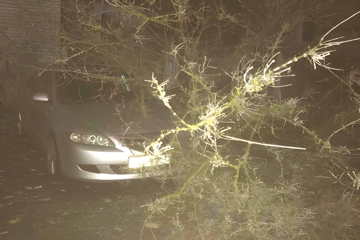 Штормовой ветер обрушился на Витебск, упавшими деревьями повреждены несколько авто. Фото МЧС