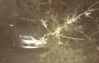 Штормовой ветер обрушился на Витебск, упавшими деревьями повреждены несколько авто