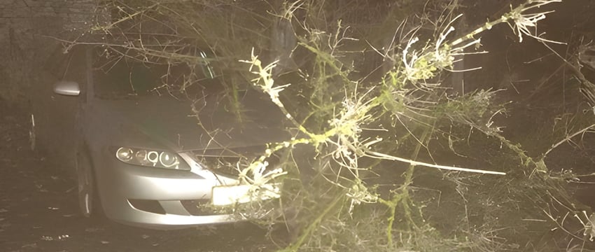 Штормовой ветер обрушился на Витебск, упавшими деревьями повреждены несколько авто