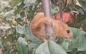Белорус  собирал яблоки и наткнулся на необычного зверька — им оказался грызун из Красной книги