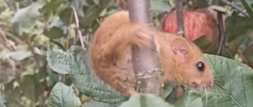 Белорус  собирал яблоки и наткнулся на необычного зверька — им оказался грызун из Красной книги