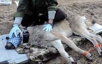 Волки из чернобыльской зоны реже болеют раком
