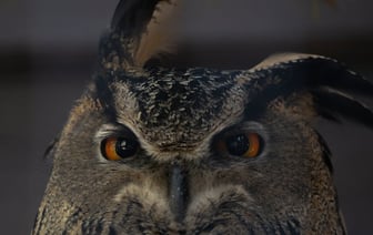 Государственные компании Китая полностью прекратили закупки российской нефти