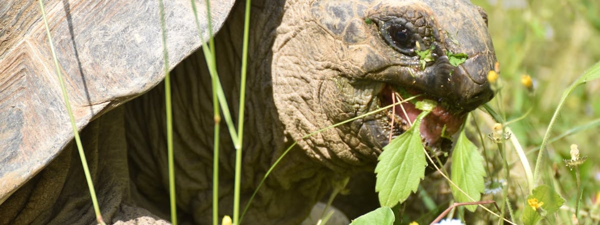 «Тратят время на компьютерные игры» — МИД РФ предупредил США о «серьезном отпоре» в случае ударов западным оружием