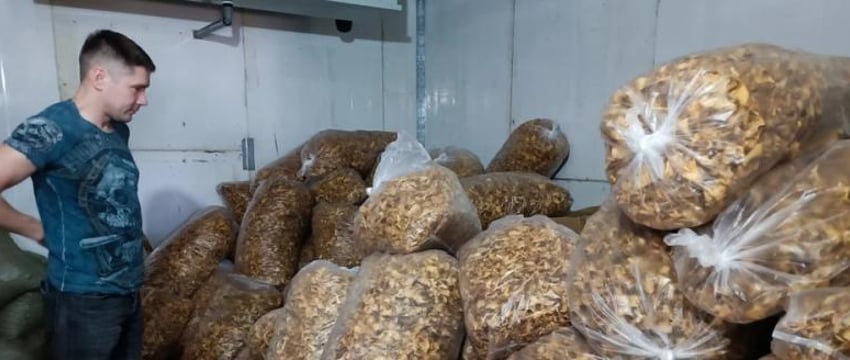 Россия поставляет тонны мухоморов США и Азии