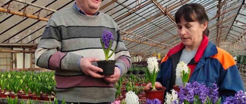 В Бресте планируют высадить более 500 тысяч цветов