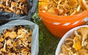 В лесах Беларуси небывалый урожай лисичек. Грибники делятся своими находками