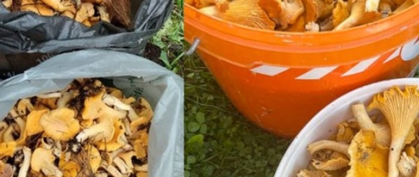 В лесах Беларуси небывалый урожай лисичек. Грибники делятся своими находками