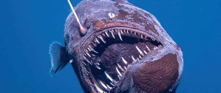 Фото и видео дня: биологи впервые сумели запечатлеть живого морского черта при дневном свете. Посмотрите, какой страшный